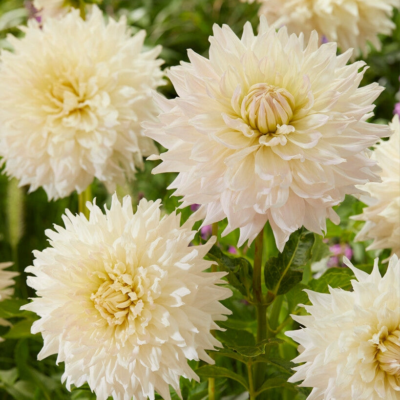 Dahlia Dekorativ Kas Cloud 1-pack NYHET